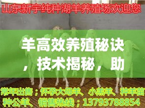 羊高效養殖秘訣，技術揭秘，助力養殖事業騰飛！