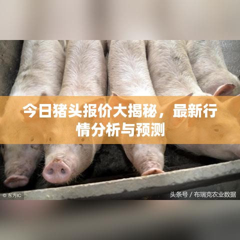 今日豬頭報價大揭秘，最新行情分析與預測