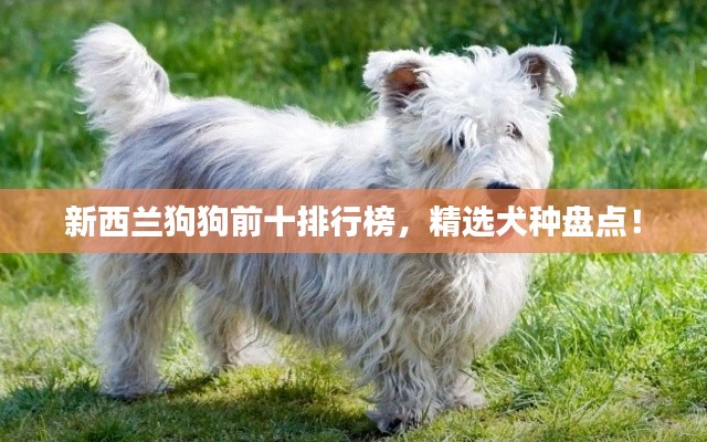 新西蘭狗狗前十排行榜，精選犬種盤(pán)點(diǎn)！