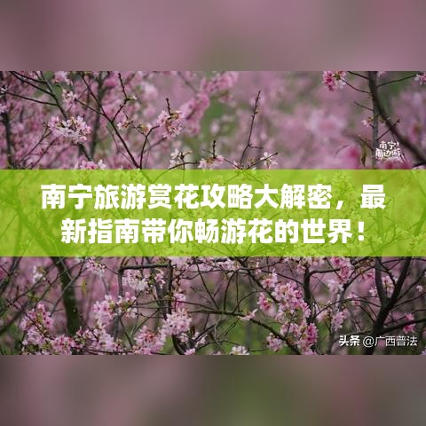 南寧旅游賞花攻略大解密，最新指南帶你暢游花的世界！