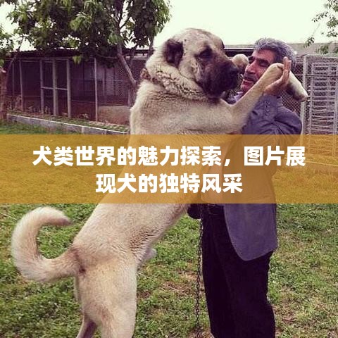 犬類世界的魅力探索，圖片展現(xiàn)犬的獨(dú)特風(fēng)采