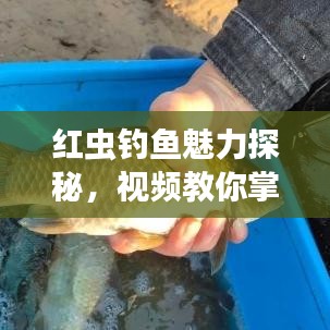 紅蟲釣魚魅力探秘，視頻教你掌握釣魚技巧速成秘籍