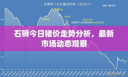 石獅今日豬價走勢分析，最新市場動態觀察