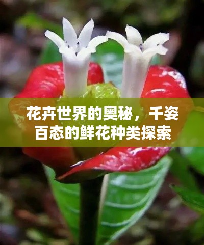 花卉世界的奧秘，千姿百態(tài)的鮮花種類探索