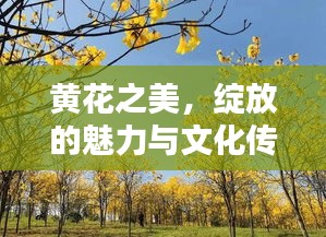 黃花之美，綻放的魅力與文化傳承的力量