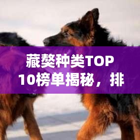 藏獒種類TOP10榜單揭秘，排名前十的藏獒品種盤點