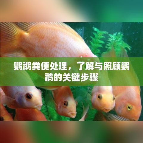 鸚鵡糞便處理，了解與照顧鸚鵡的關鍵步驟