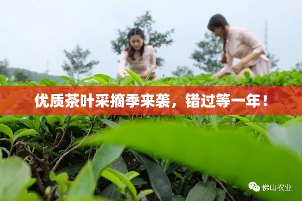 優(yōu)質(zhì)茶葉采摘季來襲，錯(cuò)過等一年！