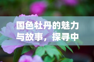 國色牡丹的魅力與故事，探尋中國傳統(tǒng)花卉的絢麗篇章