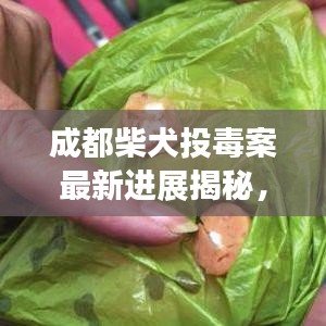 成都柴犬投毒案最新進展揭秘，案件消息更新