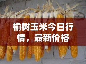 榆樹玉米今日行情，最新價格一覽